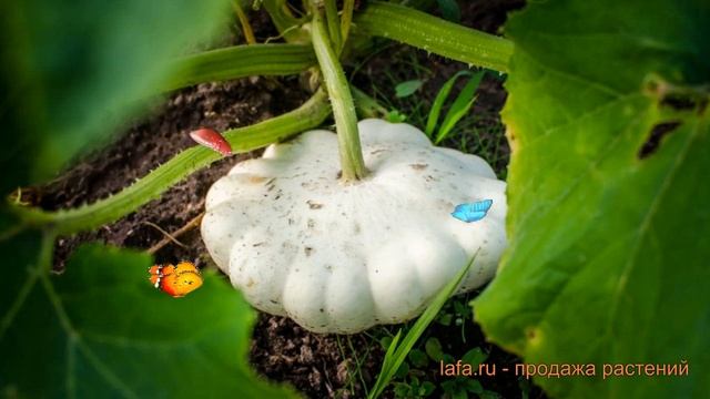 Патиссон белый Белый 13 (belyy 13) ? патиссон Белый 13 обзор: как сажать семена патиссона Белый 13