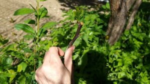 Прививка сливы на корневую поросль