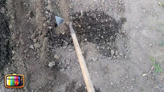 САМЫЙ БЫСТРЫЙ СПОСОБ ПОСАДКИ ЧЕСНОКА смотреть онлайн