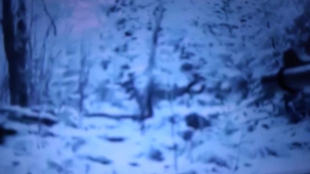 охота кабана смотреть онлайн