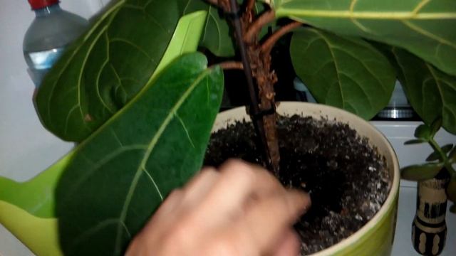 Фикус лировидный Ficus lyrata черенкование Размножение