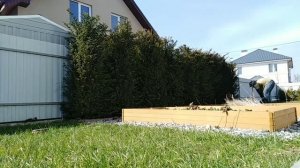 Дерево тис Уход за живой изгородью из тисов Стрижем и формируем красивую зеленую стенку в саду