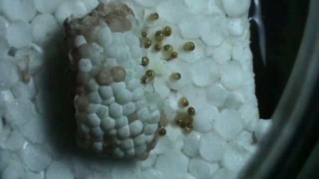 Улитки ампулярии смотреть онлайн