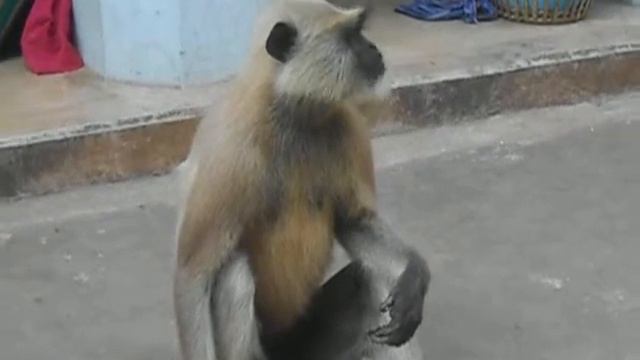 Хануман смотреть онлайн