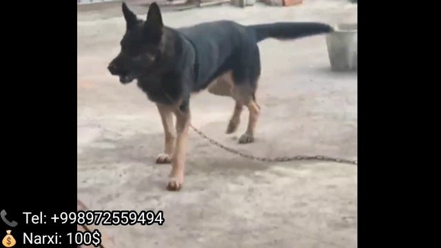 Online Itlar bozori 2022 | Итлар бозор Узбекистан 🇺🇿🐕🦺 смотреть онлайн