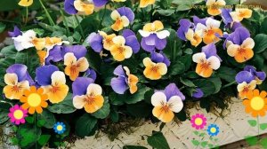 Виола рогатая Эво мини пич ду. Краткий обзор, описание viola cornuta Evo mini peach due