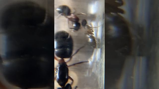 Кампонотус Геркулеанус (Camponotus herculeanus) короткое видео. Camponotus herculeanus short video.