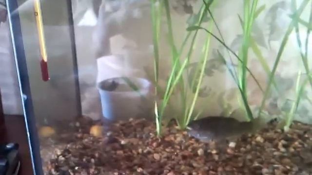 Аквариумный хищник смотреть онлайн