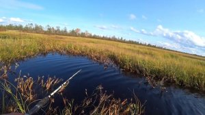 Рыбалка, хороший клев на болоте