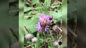 Анастасия Готовцева. Новая песня. Араҥаччылаа алааскын.