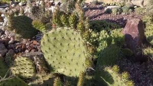 Зимостойкие кактусы в Подмосковье. 19.06.2020.