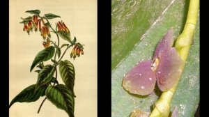 Бемерия серебристая (Boehmeria argentea)