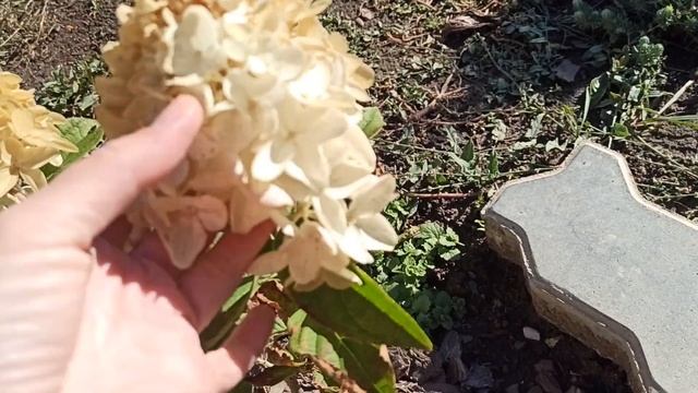 розовеет ГОРТЕНЗИЯ от морозов или нет // мои наблюдения смотреть онлайн