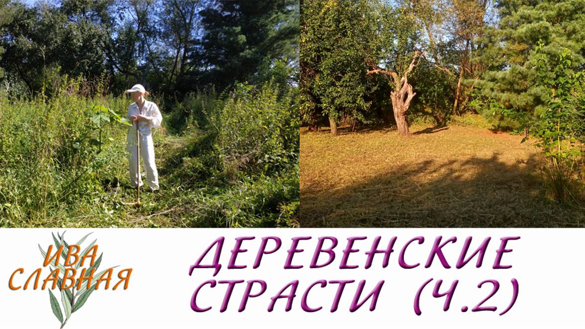 Ива Славная: Деревенские страсти. Расчистка плантации (17.08.2023) смотреть онлайн