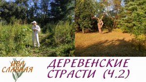 Ива Славная: Деревенские страсти. Расчистка плантации (17.08.2023)