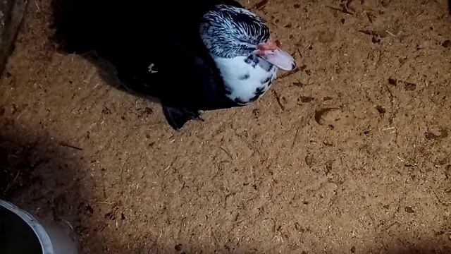 Индоутки зимнее содержание смотреть онлайн