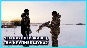 Чем крупней живец, тем крупнее Щука?