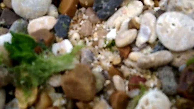 ?МОРСКИЕ КАМУШКИ ? смотреть онлайн