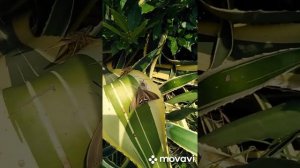 Самка бабочки и самец