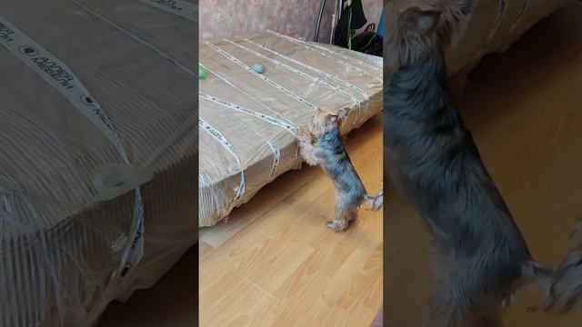 Реакция Муси и Билли на новый диван Как люди...