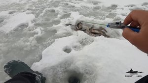 Ловля ОКУНЯ на МОРМЫШКУ зимой ! ГДЕ искать ОКУНЯ в январе ?