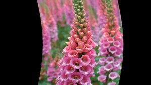 Наперстянка уход