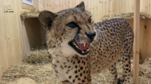 Как загнать домой гепарда
