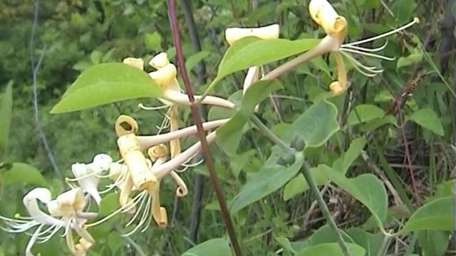 LONICERA CAPRIFOLIUM L – zimolez kozí list смотреть онлайн