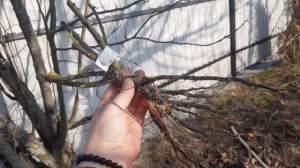 Новые розы из Питомника  Анастасия. Распаковка Часть 3.