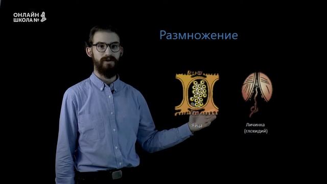 Класс Двустворчатые. Класс Головоногие. Урок 11. Биология 7 класс смотреть онлайн