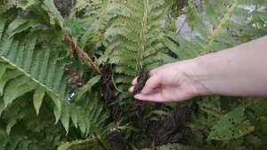 Папоротник: странные изменения листьев