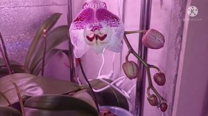 Первое цветение азиатской орхидеи Lee 1201 (Charming Angelina) Первый юбилей моего канала.