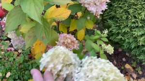 Октябрь. В саду у Светланы , г.Пушкин