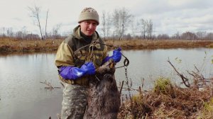 Охота на бобра капканами / Ночевка в Ниве / Первый бобр сезона