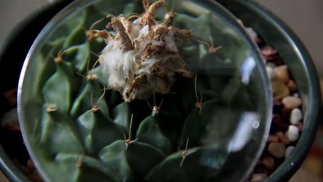 Obregonia Denegrii - Artichoke Cactus - Ariocarpus Relative