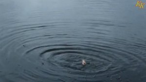 Константин Кузьмин. Размер плетёного шнура.