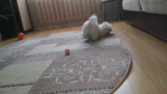 Супер пёсик РИЧИ и его тренировки смотреть онлайн