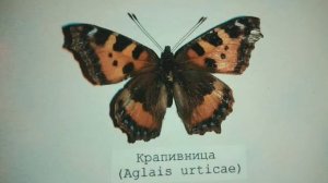 КОЛЛЕКЦИЯ НАСЕКОМЫХ В РАМКЕ. Бабочки, сОвки и стрекоза. Как сделать рамку с бабочками своими руками