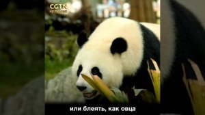 Тайная жизнь больших панд?