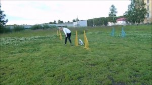 Учебное видео по аджилити: швейцарский поворот