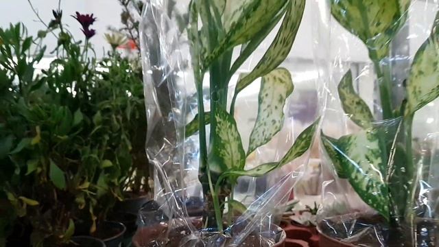 Уценка:диффенбахия Везувий, калатея Дотти, фатсхедера, пилея, маранта, шефлера, орхидеи, калла... смотреть онлайн