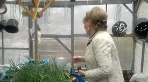 Лук на зелень,посадка в ящики.