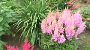 Обзор цветника на 27 июля !