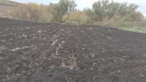 Заработок на зелёном луке. Сею батун под зиму на раннюю зелень