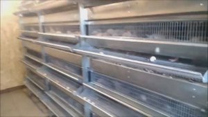 Легкая уборка помета в клетке для перепелов благодаря ЛЕНТОЧНОЙ СИСТЕМЕ ПОМЕТОУДАЛЕНИЯ!