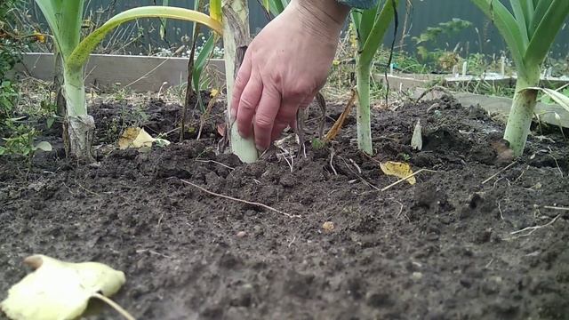 Цибуля порей ,як посіяти, виростити та зберігати смотреть онлайн