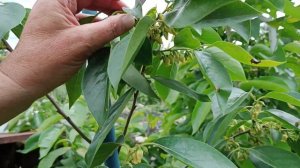 Опыляем хурму принудительно.