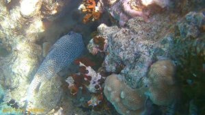 Риф отеля Шарм Рессор