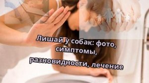 Лишай у собак: фото, симптомы, разновидности, лечение