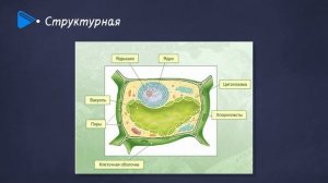 10 класс - Биология - Органические вещества клетки. Углеводы, липиды